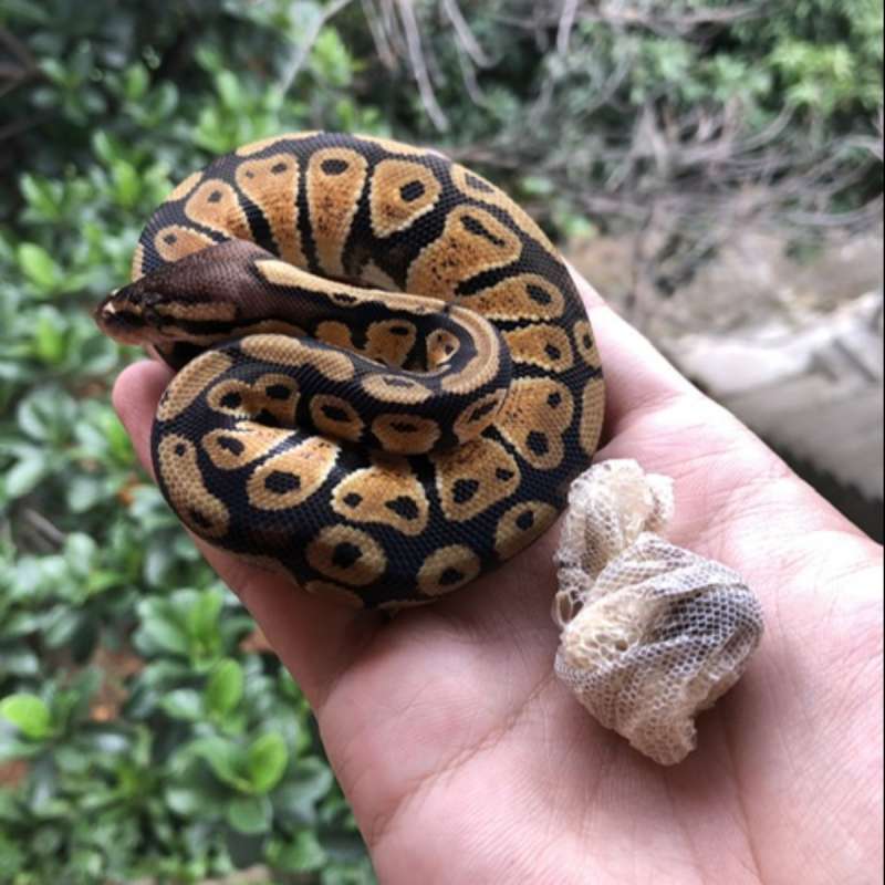 Ball Python Morph Pastel yb