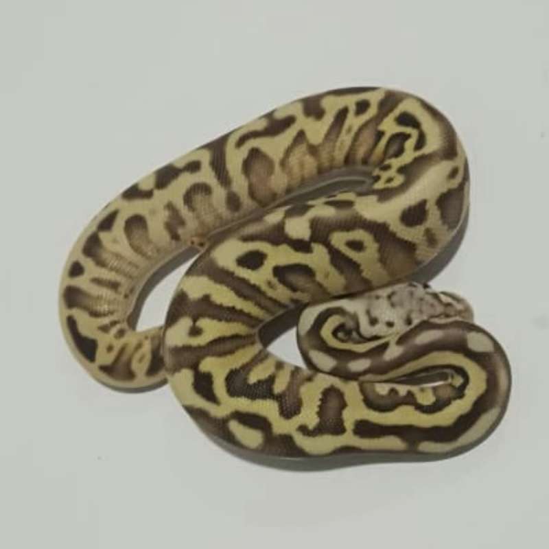 F Leopard Pastel (poss. Killer) Lesser Spotnose 66% het Clown