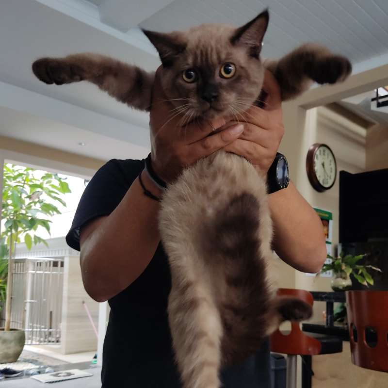 Kucing Himalayan x BSH