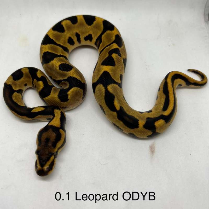 0.1 Leopard Orange Dream Yellow Belly