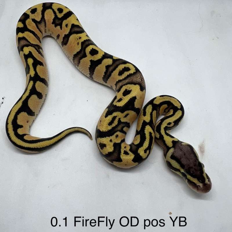 0.1 Fire Pastel Orange Dream Pos Yellow Belly