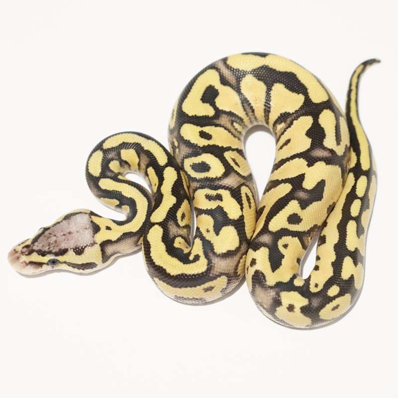 (M) Firefly Gravel/YB het Clown