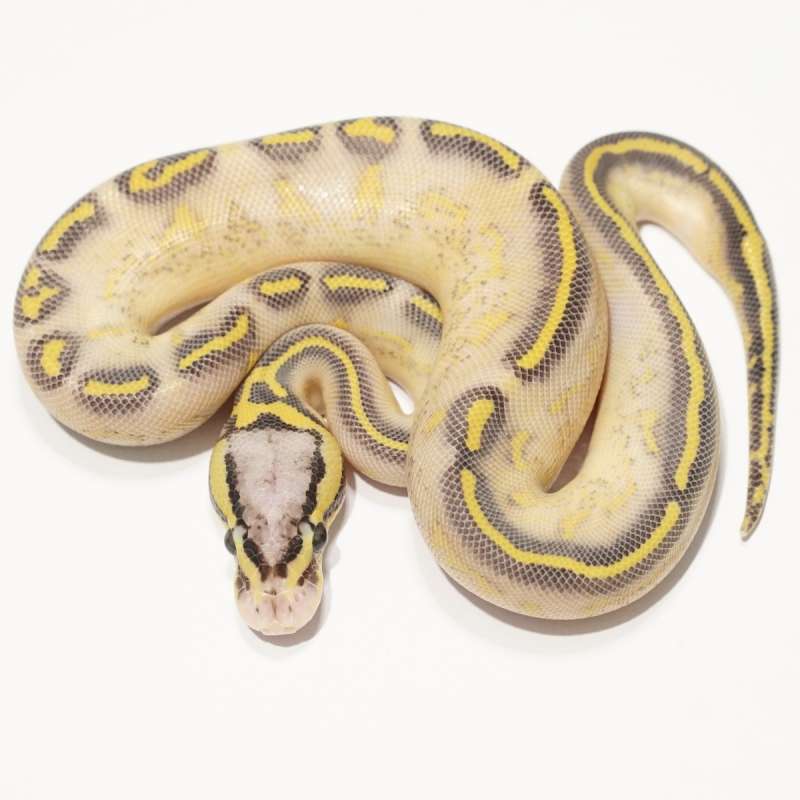 (F) Highway Pastel het Clown