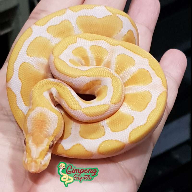 M. Enchi Lavender Ph. Pied