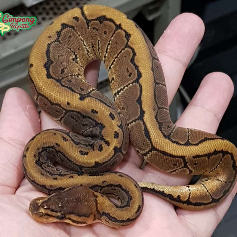 F. Pinstripe Mahogany Het Clown