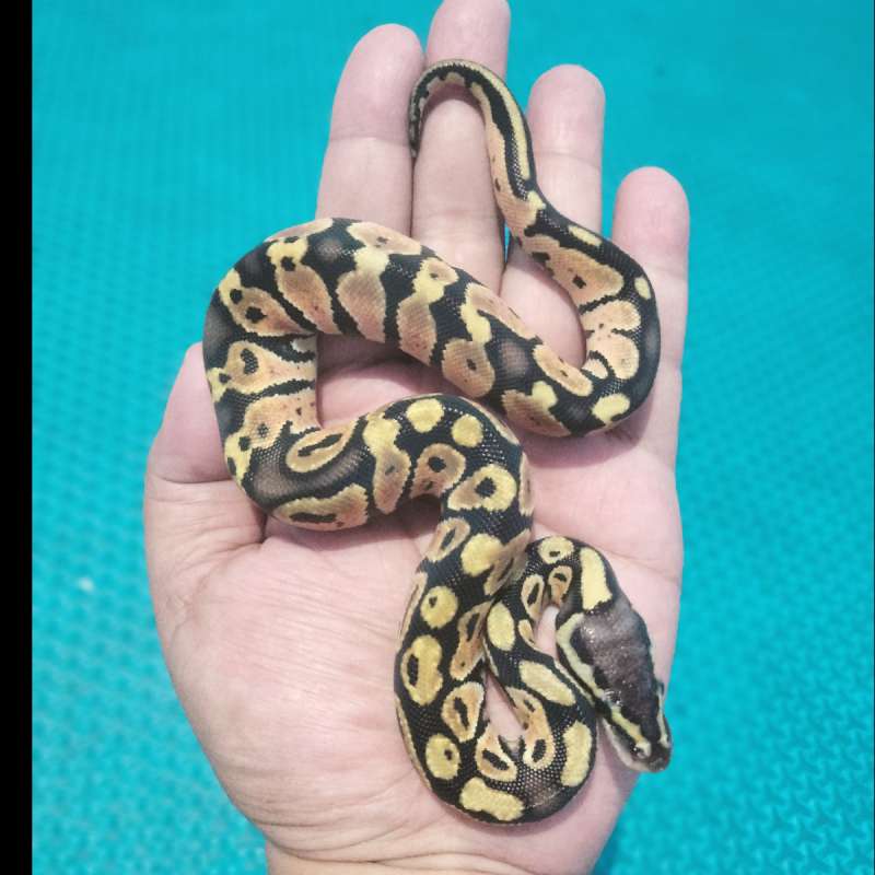 Ballpython PASTEL