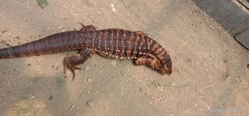 red tegu female