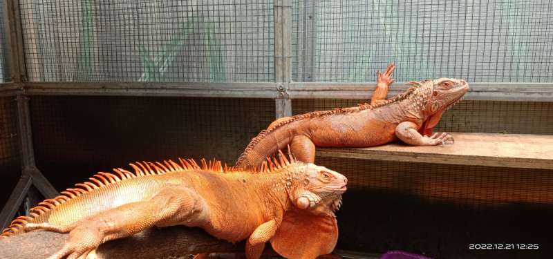 Red Hypo iguana proven