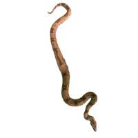 Hypo Jungle Het Sharp ( A