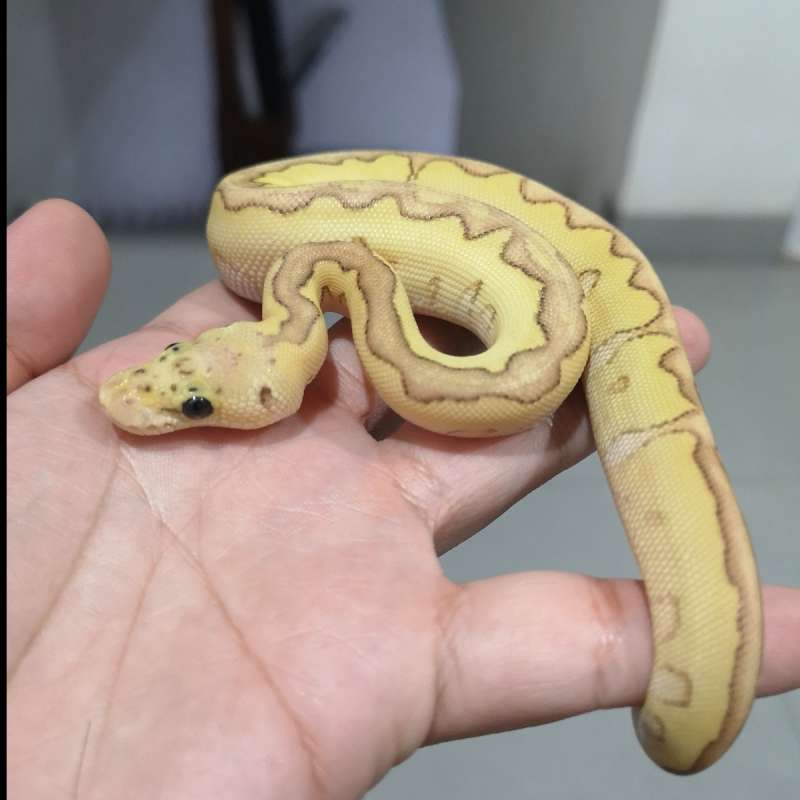 M PASTEL LESSER CLOWN