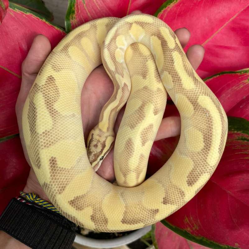 M - Pastel Enchi Butter Fire