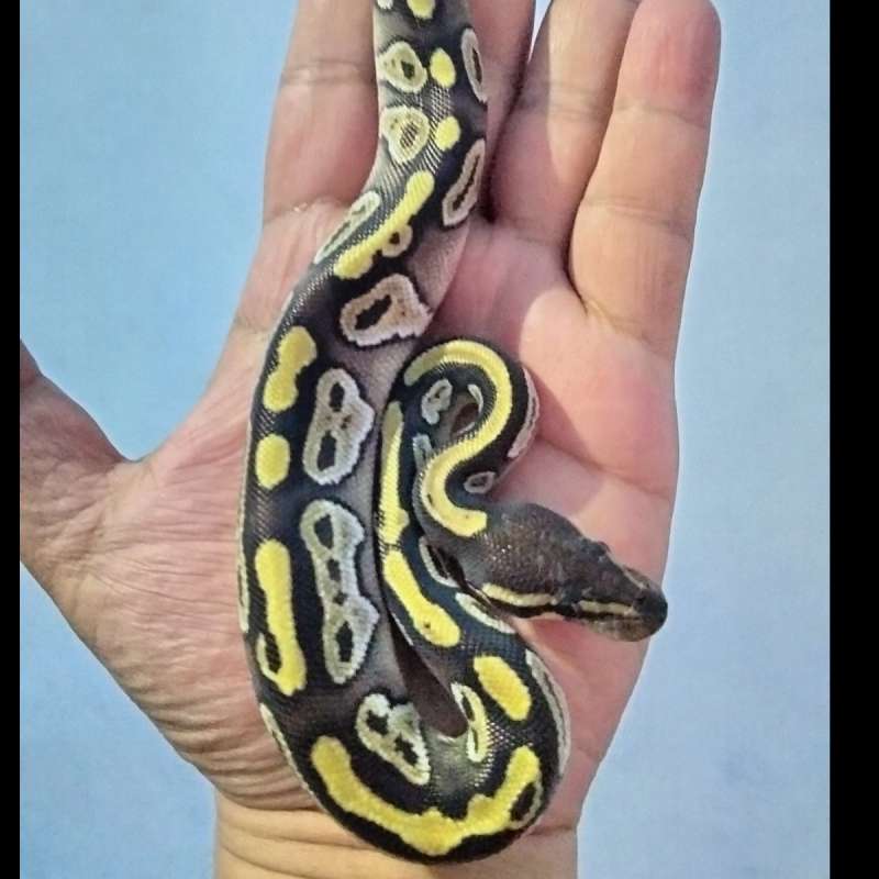 Mojave Ballpython ♂️