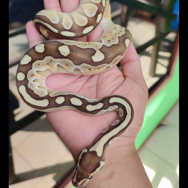 Lesser Pastel Female