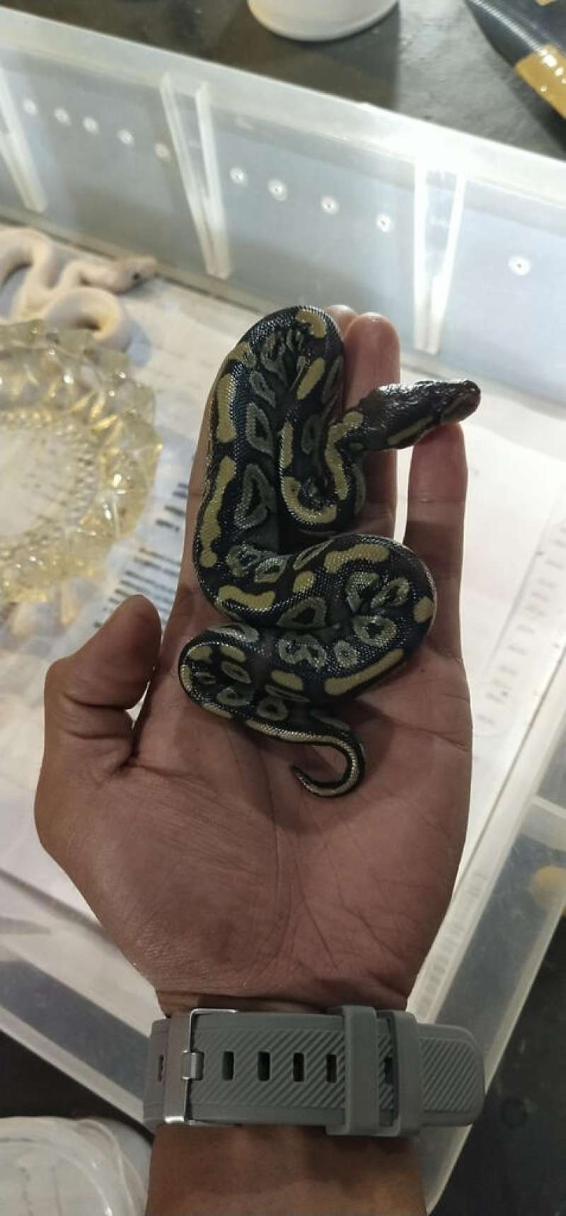 Ball Python Mojave Het Ghost Male