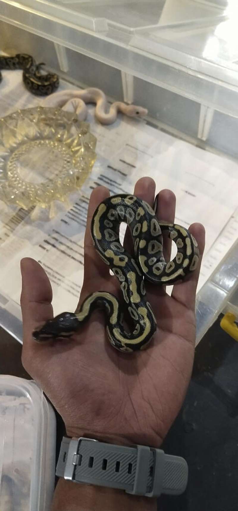 Ball Python Lesser Het Ghost Female