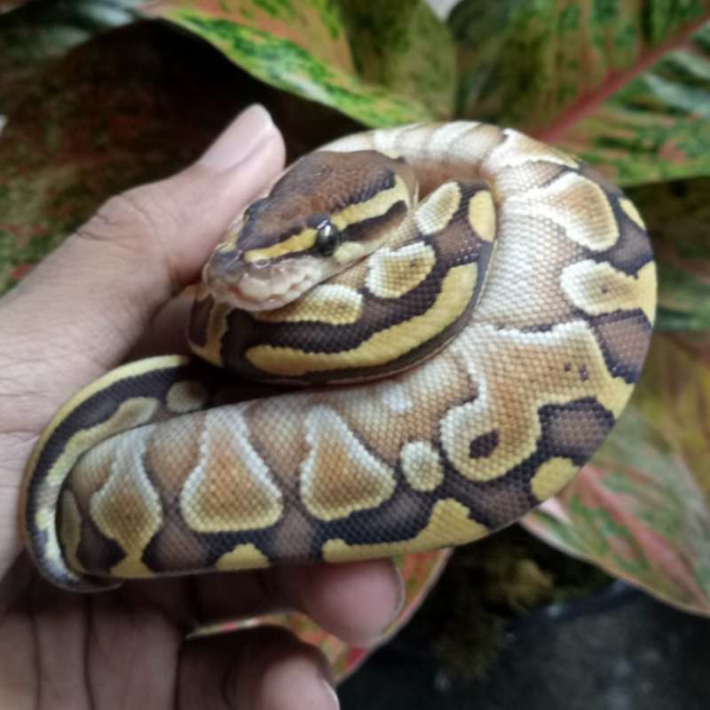 Ball Python Lesser Female