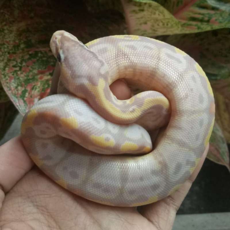 Ball Python Banana Lesser Pastel Male