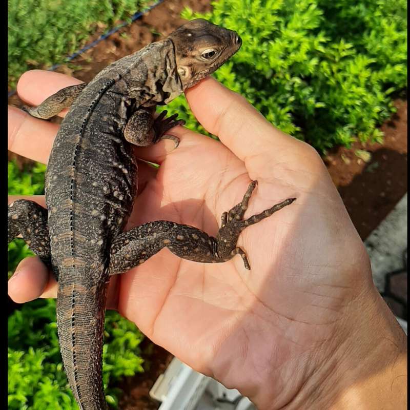 Iguana cuban rock great color