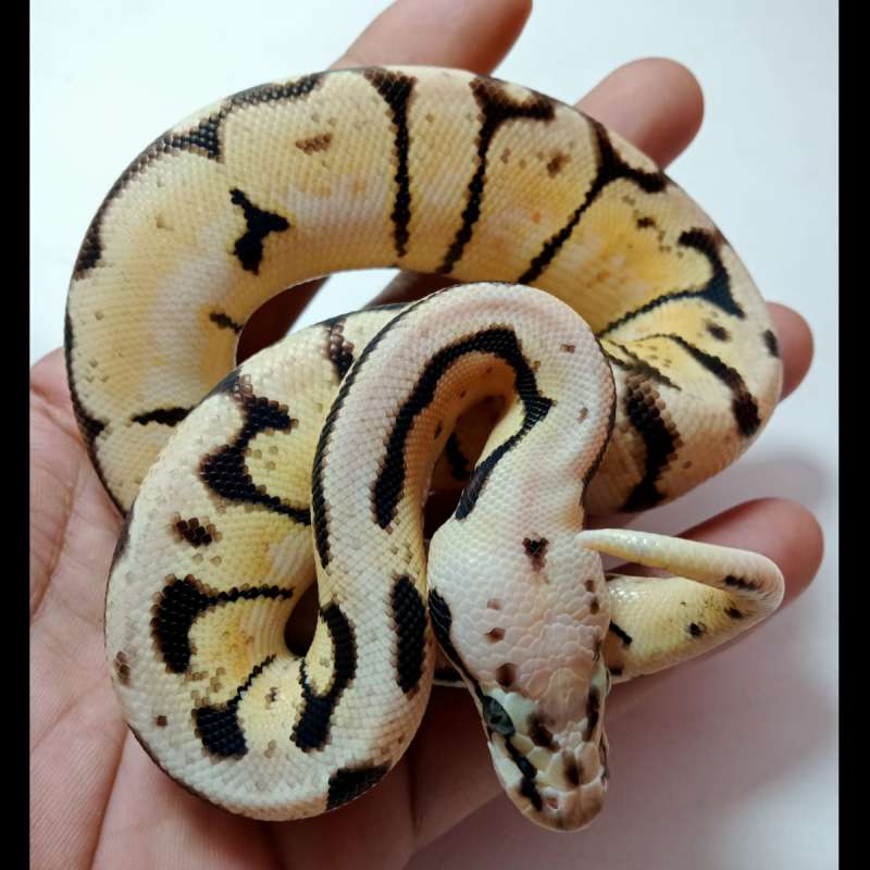 KilleBee Calico