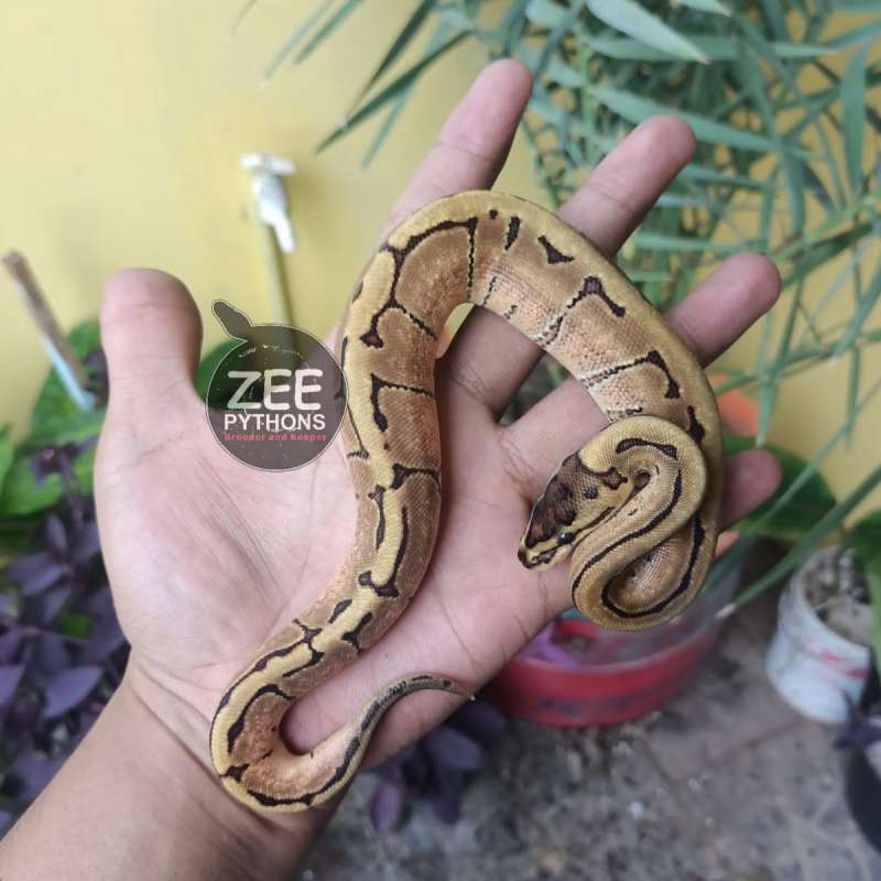 ENCHI PINSTRIPE ♀️