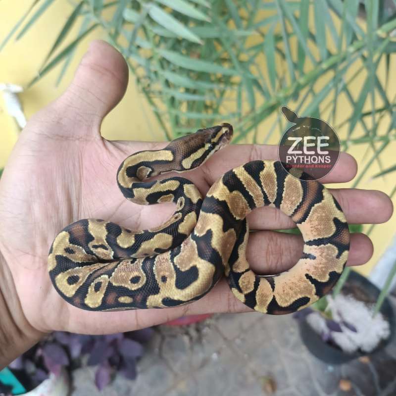 OD ENCHI ♂️