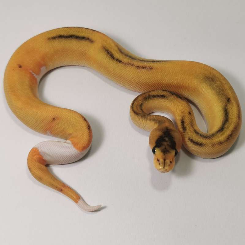 F - Orange Dream Champagne het Pied