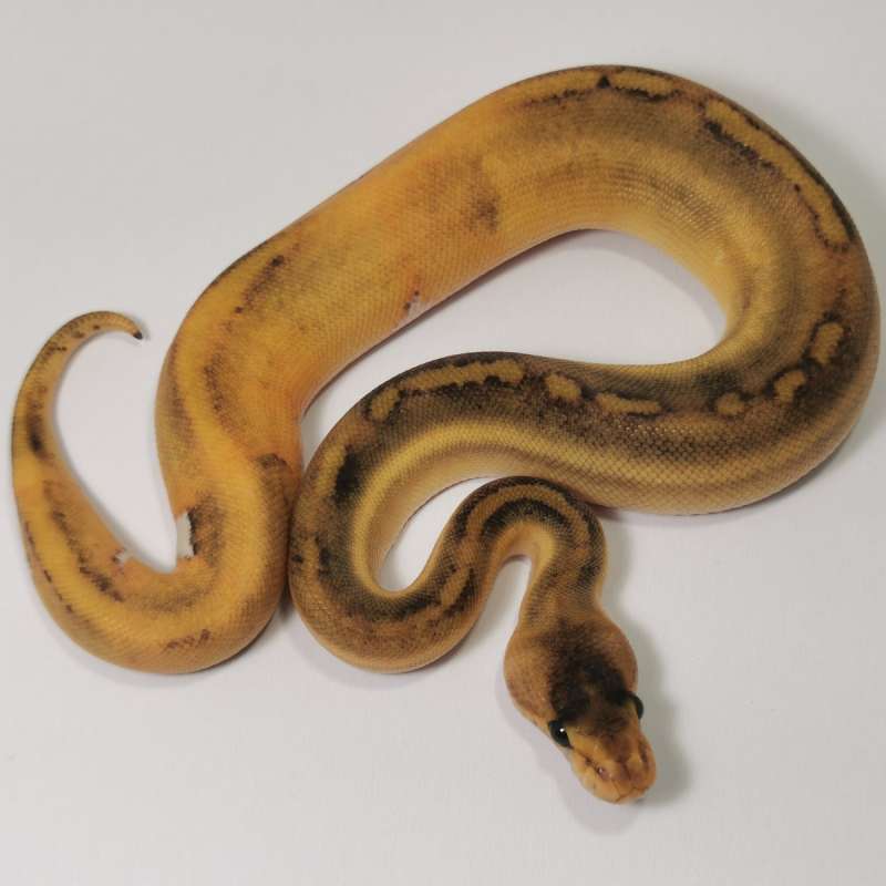 F - Orange Dream Champagne het Pied