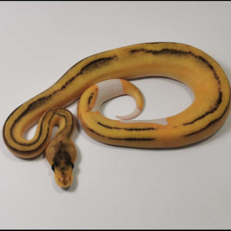 F - Orange Dream Champagne het Pied