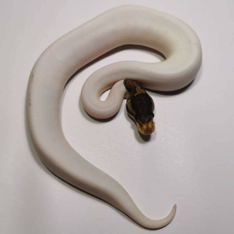 F - Black Pastel Pied