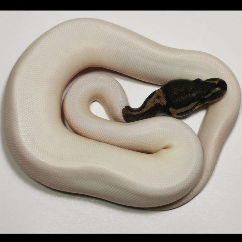 M - Black Pastel Pied