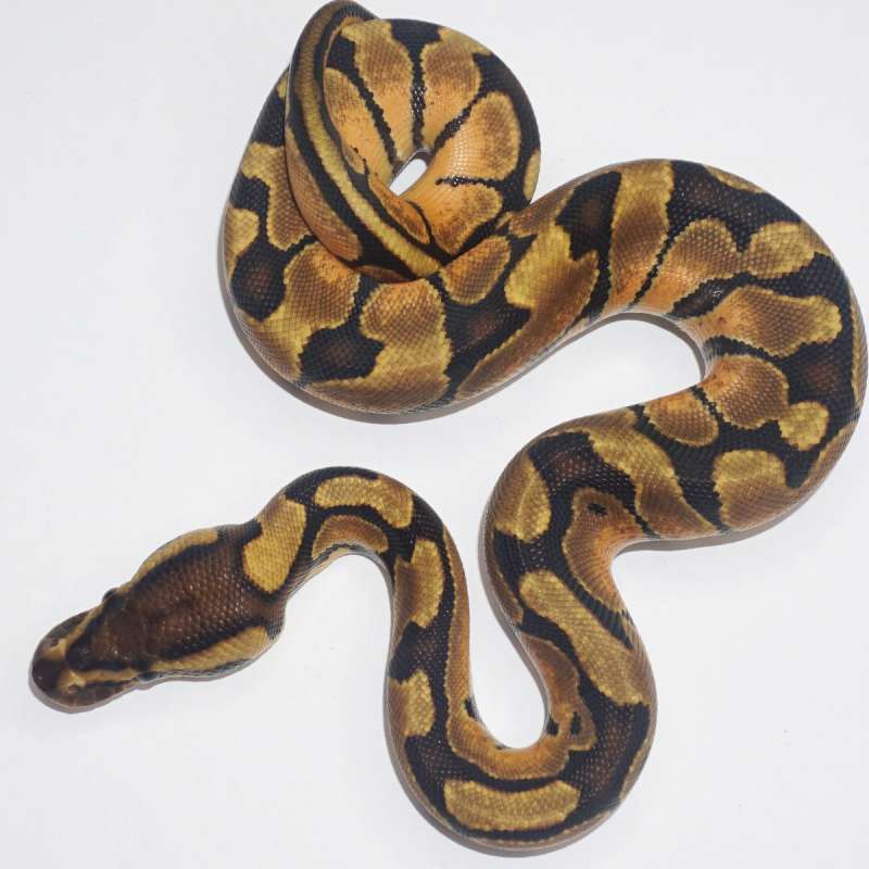 Ball python Female enchi