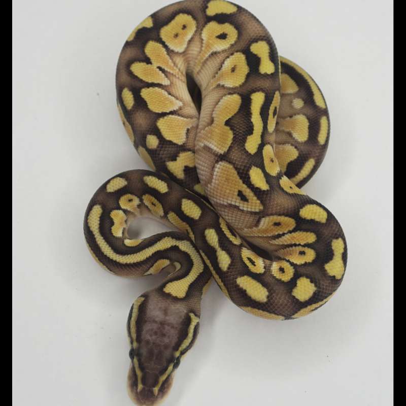 ball python female pastel mojave pastave