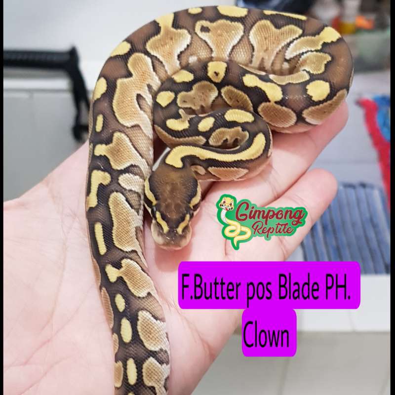 F. Butter pos Blade ph.Clown