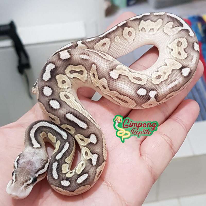 F. Cinnamon Butter Pastel pos Blade ph. Clown