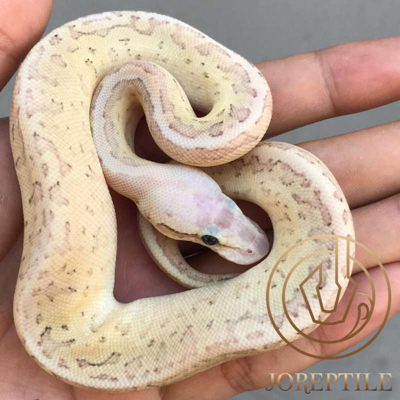 Lesser Pastel Pinstripe Fire M