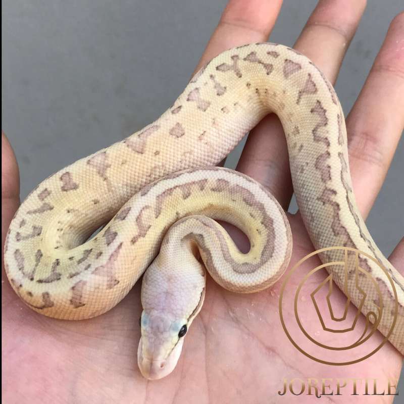 Lesser Pastel Pinstripe poss Fire