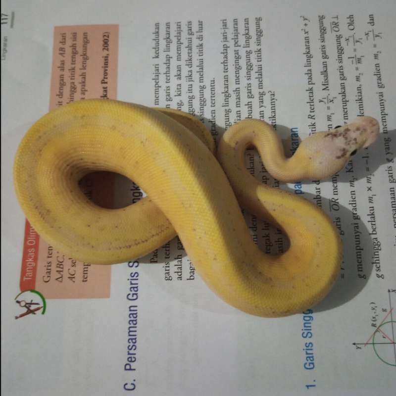 Lemonblast superstipe poss pastel kingpin superstripe