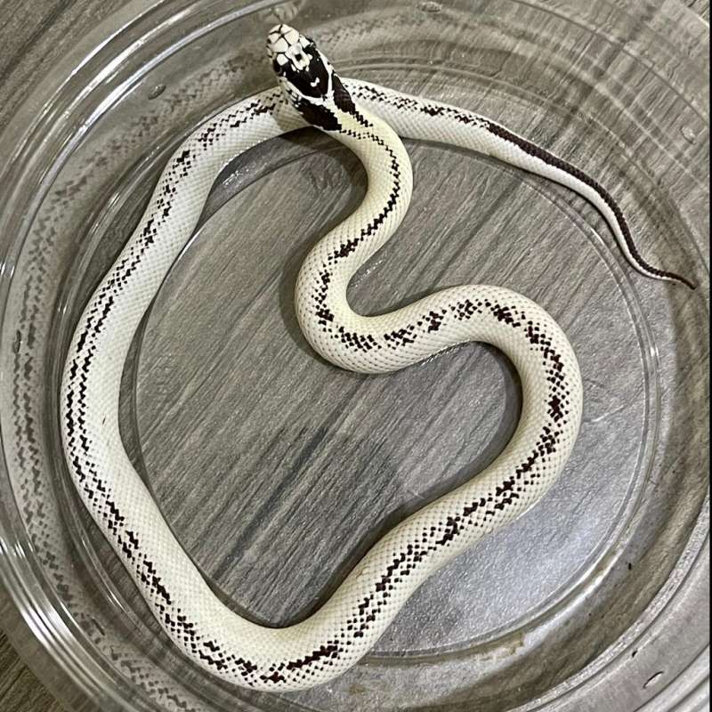 Hi-WHITE BANANA KING SNAKE