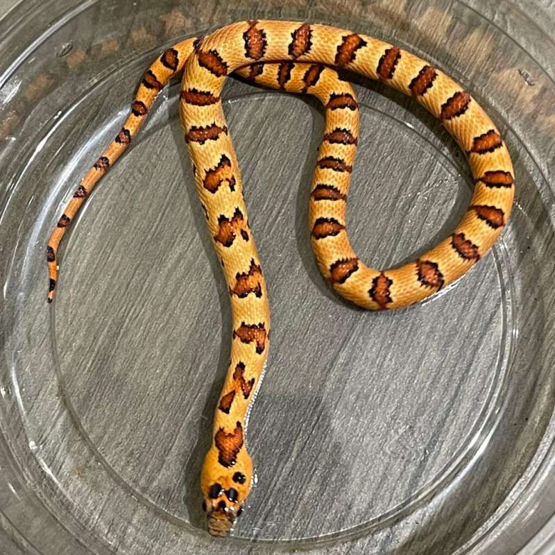 THAYERI KING SNAKE