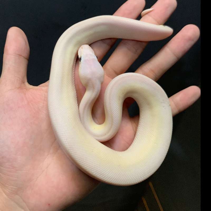 Ballpython female Karma(phantom butter) poss fire enchi pins