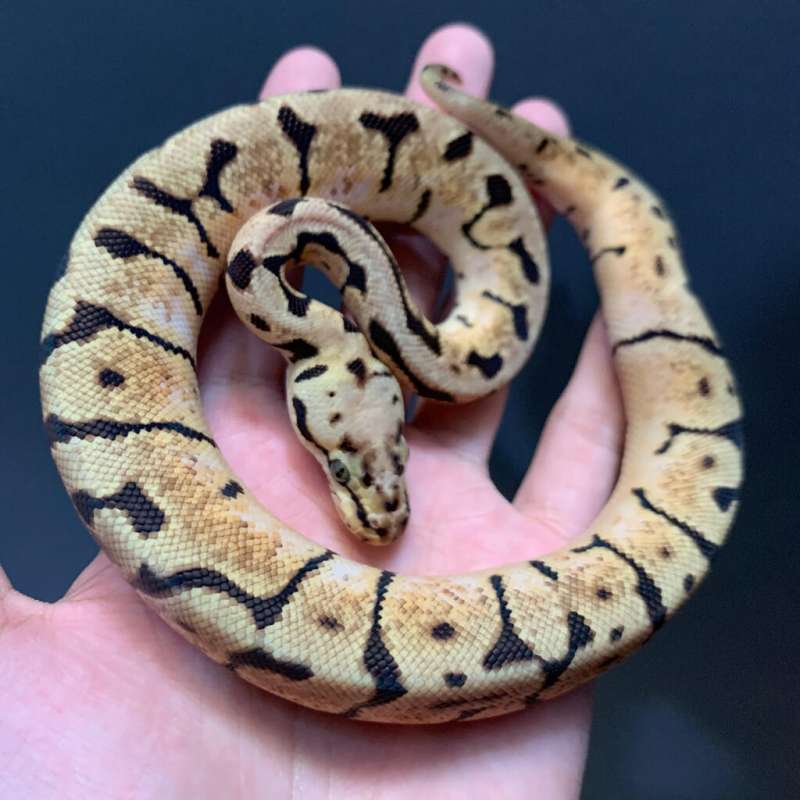 Ballpython Bumblebee female