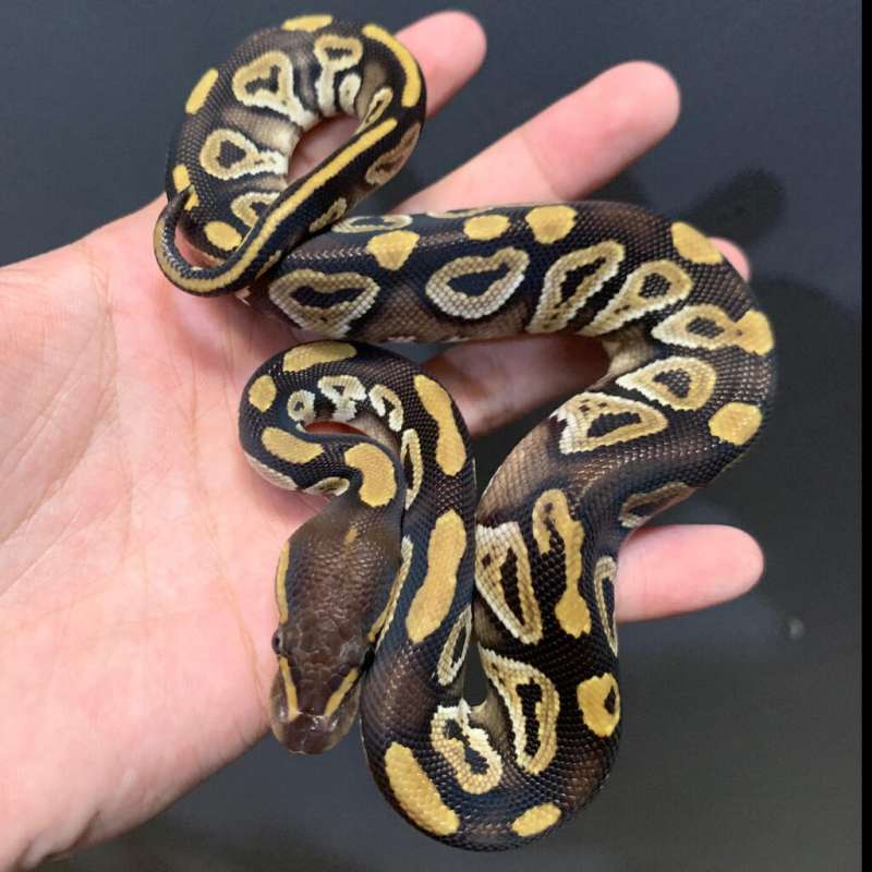 Ballpython Phantom Male baby