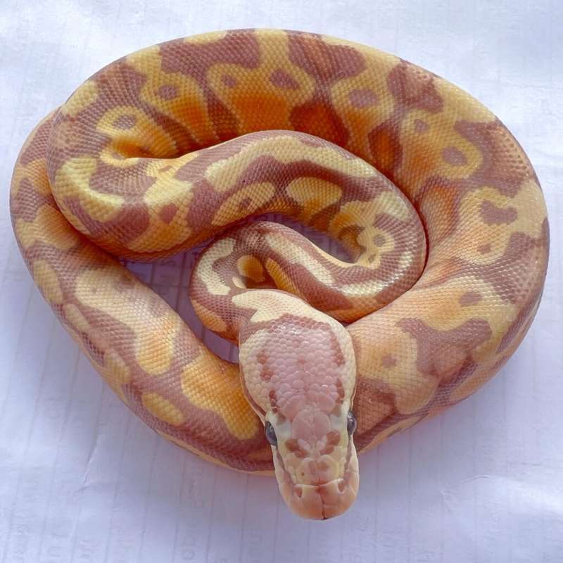 F CG Pastel Poss YB het Clown