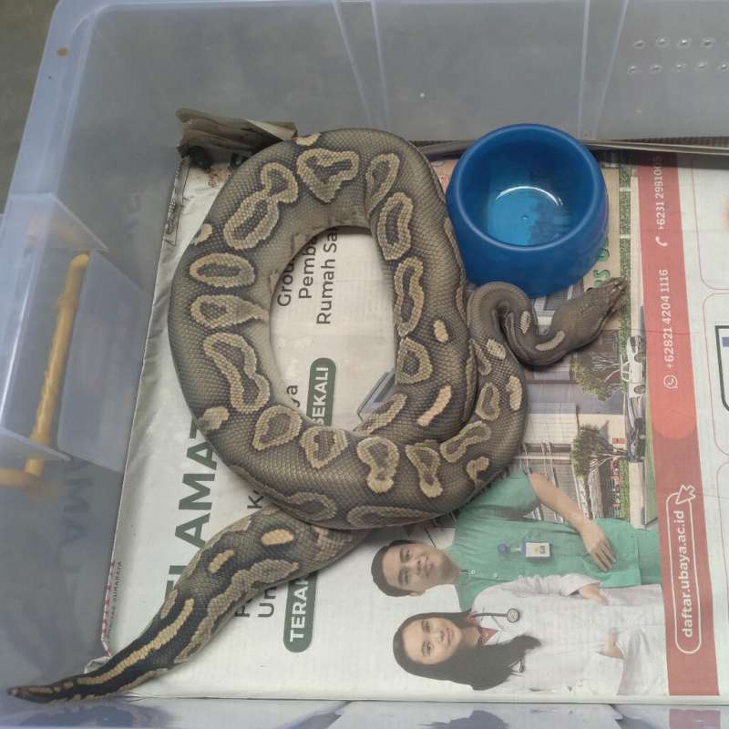 Hypo Cinnamon Ball Python M