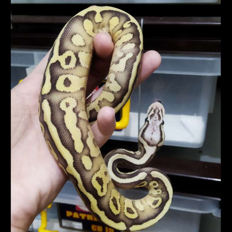 Fire lesser pastel ballpython baby