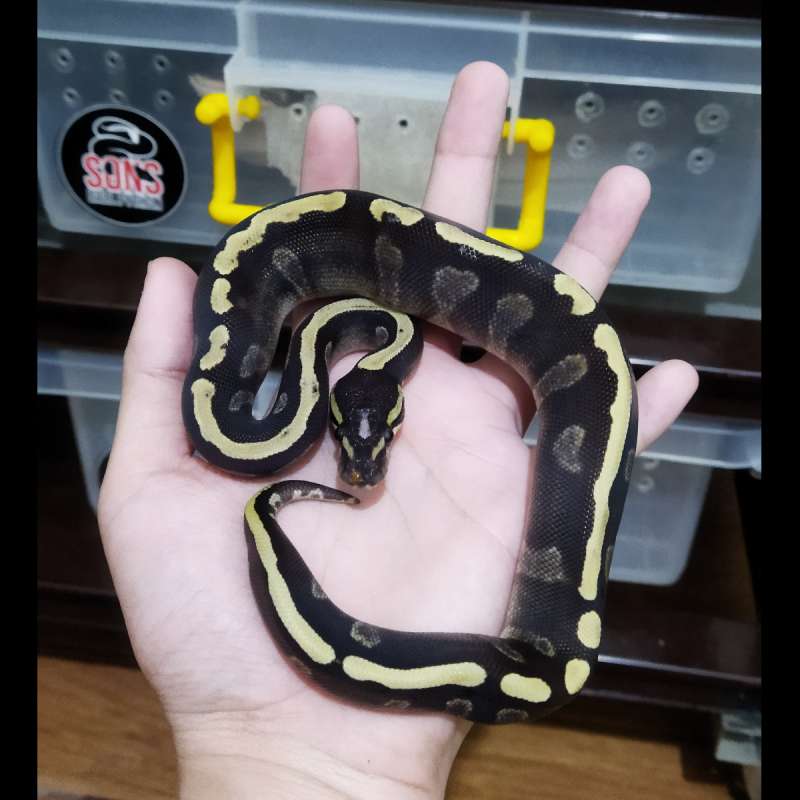 Mojave Ghi male baby