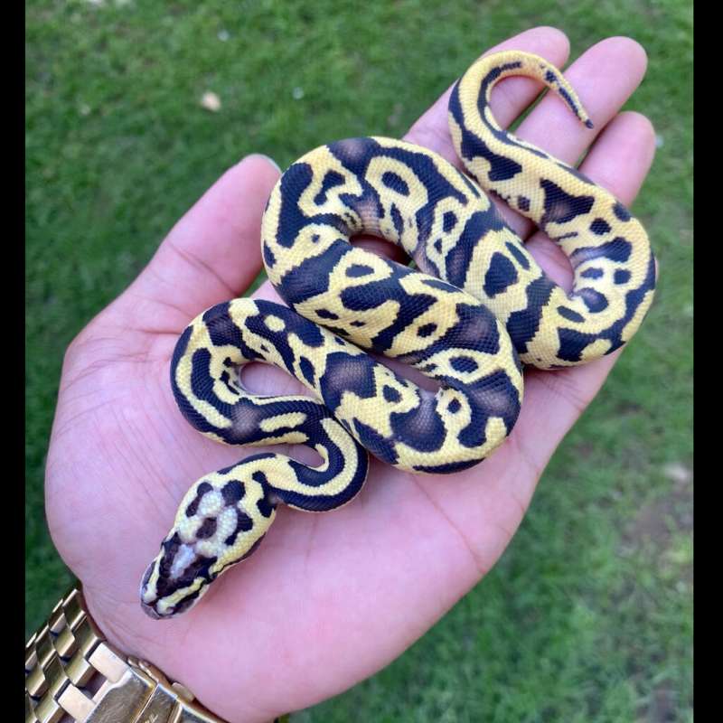 M Leopard Pastel Enchi Specter