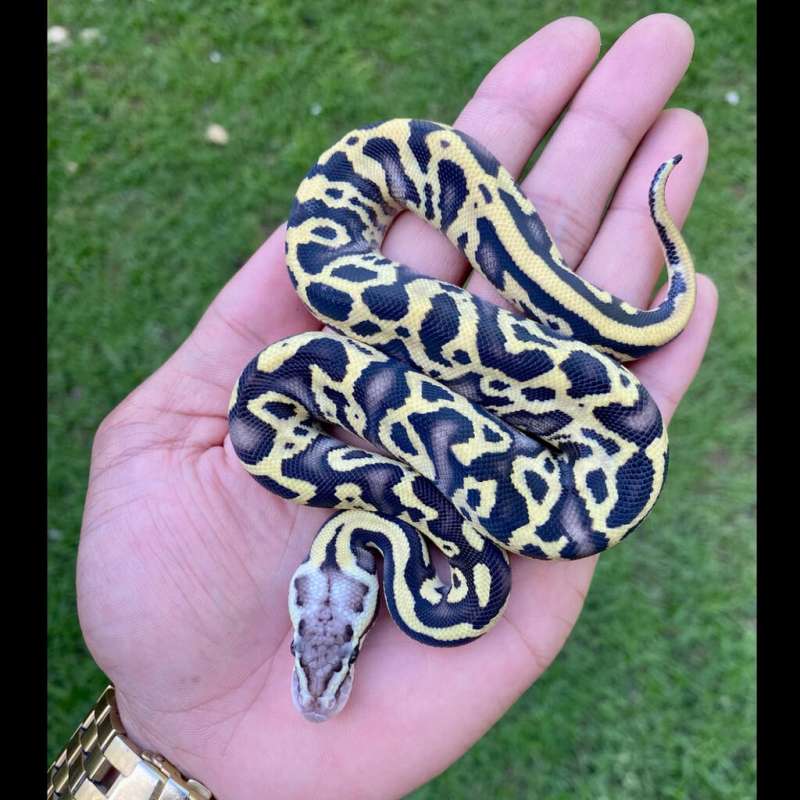 F Leopard Pastel Specter