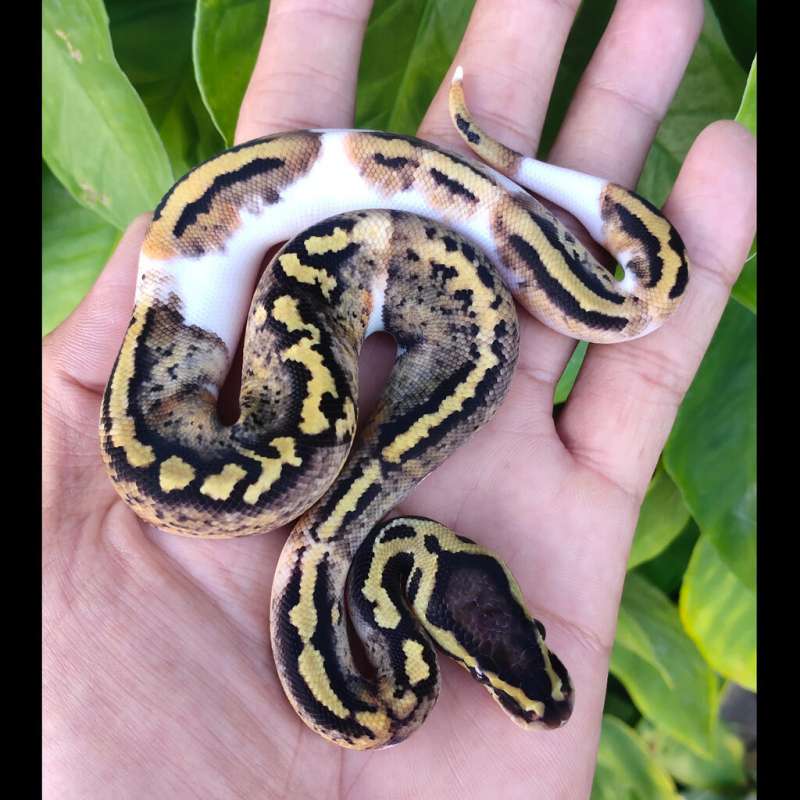 M Pastel Pied 50% het lav