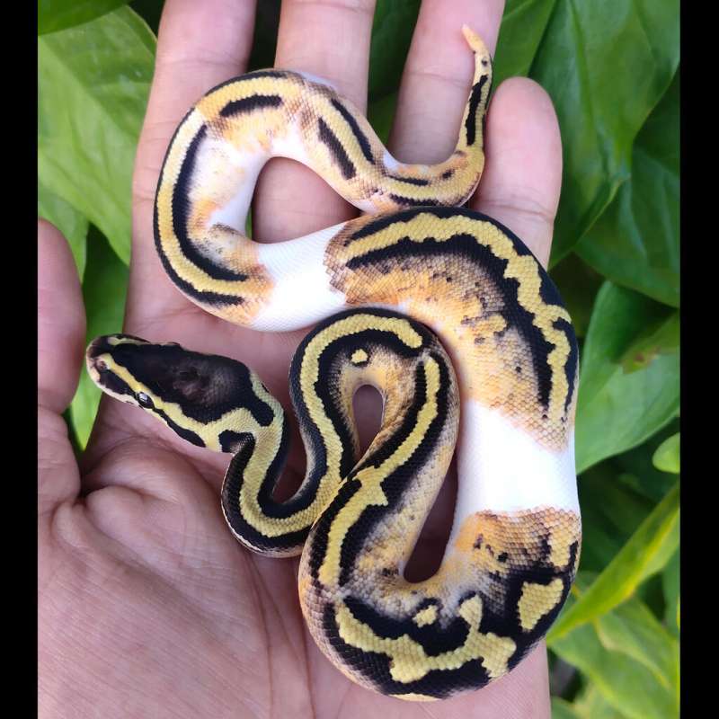 M Pastel Pied 50% het lav